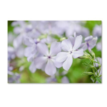 Trademark Fine Art PIPA Fine Art 'Soft Focus Phlox Carolina' Canvas Art, 30x47 MFG0050-C3047GG